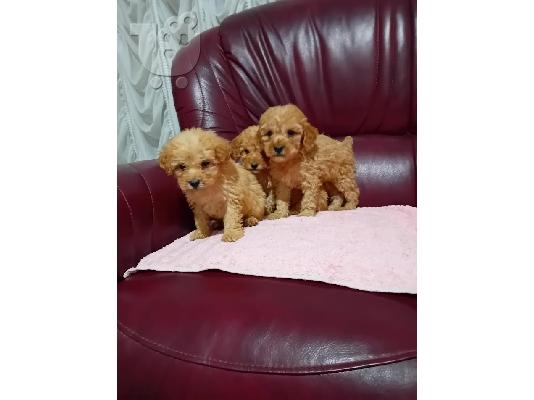 Κουτάβια Maltipoo